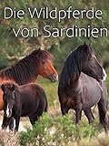 Die Wildpferde von Sardinien