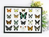 asiahouse24 20 echte exotische präparierte Schmetterlinge im Bilderrahmen - Schaukasten aus Holz - Wandbild -Taxidermie - Entomologie (Papilio Blumei 50)