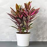 1 x Cordyline Tango (Keulenlilie) - Vielfarbige Luftreinigende Zimmerpflanzen - Topf Pflanze - Pflegeleichte Zimmerpflanzen Halbschatten - Ideale Innenraum Pflanzen - Echte Pflanzen 30-40 cm im Top