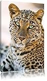 Pixxprint schöner Leopard auf Leinwand, XXL riesige Bilder fertig gerahmt mit Keilrahmen, Kunstdruck auf Wandbild mit Rahmen, günstiger als Gemälde oder Ölbild, kein Poster oder Plakat