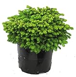 Picea abies Little Gem - N