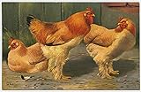 1910er Jahre Brahma Breed Chickens Artist Vintage Bird Farm Chicks Metal Tin Sign Chicken Stall Decor Outdoor Indoor Wall Panel Retro Vintage Wandbild 15,2 x 20,3 cm