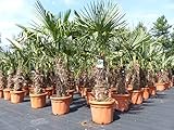 gruenwaren jakubik Trachycarpus fortunei dicke Stämme 230 cm Hanfpalme, winterharte Palme bis -18°C