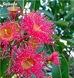 100 PC/Beutel seltene Regenbogen-Eukalyptus-Blüte Samen, Tropischer Baum Samen, Eukalyptus-Anlage für Hausgarten Zier Bonsai 3