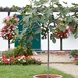 Ficus Carica | Feigenbaum - Pro Stück - Gartenpflanze - Winterhart - Mehrjärig - ⌀21-80-90