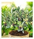 BALDUR Garten Olive, 1 Pflanze, Olea europaea Olivenbaum, mehrjährig - frostfrei halten, trockenresistent, pflegeleicht, Wasserbedarf gering, für Standort in der Sonne geeignet, blühend