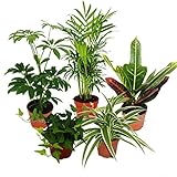Exotenherz - Großes Zimmerpflanzen Set mit 5 Pflanzen - 9cm