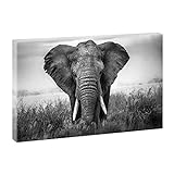 Querfarben Bild auf Leinwand Afrikanischer Elefant | 120 x 80 cm, SW, Wandbild, Leinwandbild Tierbild Bilder
