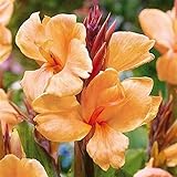 Indisches Blumenrohr,Canna bedeutet starker Wille,Canna ist sehr gut geeignet für den Einsatz in Gärten und Behältern,Mysteriös,Canna Zwiebeln,Anpassungsfähig-4 Zwiebeln,a