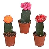 Kakteen | Gymnocalycium Mix | Japan mix | 3 Stück | diverse Farben | Ø 5,5 cm | ↕ 16-22 cm | Pflegeleichte Zimmerp