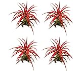 Tillandsia ionantha | rot | Luftpflanze | Zimmerpflanze | Urban Jungel | Zimmerpflanzen indoor | Tillandsien Pflanzen echt | Größe 7 cm (4)
