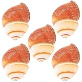 COLLBATH 5st Französisches Schneckenhaus Muscheln Von Einsiedlerkrebsen Schneckenkostüm Gebläse Natürliche Schneckenschalen Schneckenhäuser Für Schnecken Fallen Natürliches Schneck