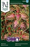 Buntnessel Samen - Wizard Coral Sunrise - Nelson Garden Blumensamen - Buntnessel Saatgut (30 Stück)