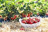 naturling Garten-Holzwolle 5kg für Erdbeeren und Gemüse - unbehandelte Natur Kiefer Gemüsewolle zum Mulchen