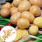 puran 10 Stück / Beutel Kartoffelsamen Leckere Goldene Kartoffeln Gemüsesamen für Zuhause, Züchten Sie Ihre eigenen Pflanzen, ideal für Behälter – Kartoffelsamen