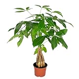 Pachira Aquatica | Geldbaum pro Stück - Zimmerpflanze im Aufzuchttopf cm12 cm - ↕30 cm