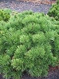 Zwergkiefer, Pinus mugo var. pumilio 20-30 cm breit im 5 Liter Pflanzcontainer