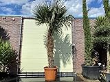 Trachycarpus Fortunei palme, stammhöhe 125-150 cm - Winterharte hanfpalme