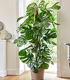 BALDUR Garten Monstera - Fensterblatt ca. 60-70 cm hoch,1 Pflanze Luftreinigende Zimmerpflanze Pflegeleichte Zimmerpflanze auch für dunklere Standorte