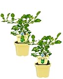 Bio zitronige Kaffir-Limette, (Citrus hystrix), Kräuter Pflanzen aus nachhaltigem Anbau (2 Pflanzen, je im 12cm Topf)