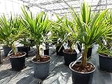 Hanfpalme 60 cm Palme Trachycarpus fortunei winterhart, Premiumqualität