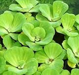 Muschelblume - Wassersalat - Grüne Wasserrose/Pistia stratiotes
