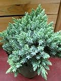 blauer Zwerg Wacholder Juniperus squamata Blue Star 15-20 cm hoch im 2 Liter Pflanzcontainer