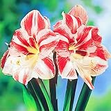 Winterhart MehrjäHrig,Amaryllis Kaufen,Amaryllis Zwiebeln Winterhart,Balkon Pflanzen & Kübelpflanzen,Gardeners Dream Winterharte Pflanzen-2Zwieb