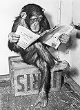 Close Up® Poster - Schimpanse liest Zeitung | Chimpanzee Reading Newspaper - Schwarz- Weiß (91,5 x 61cm)