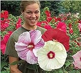100 Riesen-Hibiskus-Blumensamen, Mischungs-Farbe, DIY Hausgarten vergossen oder Hof Blume Pflanze,