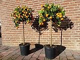 gruenwaren jakubik Calamondin Stamm Citrus Mitis Orange 100-120 cm Orangenbaum Calamondino Kalamansi bis zu 80 Früchte/Pflanze