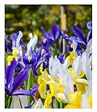 50 Stück Iris hollandica Mix Blumenzwiebeln Gr.7/8 Holländische Schwertlilie - mehrjährig - winterhart - SAISONWARE - NUR KURZE ZEIT ERHÄLTLICH