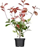 Photinia fraseri 'Red Robin' 60-80 cm - Glanzmispel, rote Blattaustriebe, immergrün, ideal als Hecke, pflegeleicht und w