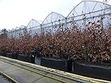 gruenwaren jakubik Hainbuche Fertighecke 1 m Heckenelement 150 cm hoch Carpinus betulus