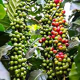 Kaffeepflanze Samen Kaffeesamen Bonsaibaum Baumsamen Kaffeebohnen Bonzai Baum Exotische Zimmerpflanzen Bio Samen Balkonpflanzen Kaffe Garden Geschenk Nicht Winterharte Pflanzen 50 Kaffee Saatgutn