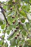 Actinidia arguta Kiwi Pflanze Kletterobst mit süß-säuerlichen, exotischen Geschmack im Topf gewachsen (40-60cm)