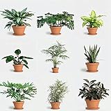 80 Stück exotische zimmerpflanzen samen indoor set zimmerpflanze - Seltene Pflanze serie - mix grünpflanzen winterharte kübelpflanzen hochbeete für garten bürop