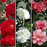 Gardeners Dream 3er Kamelie Pflanzen Set (Rot, Weiß & Rosa) - Immergrüne Blühende Sträucher Winterhart - Winterharte Pflanzen für Garten - Winterharte Balkonpflanzen -Winterharte Kübelp