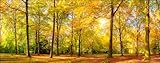 Pro-Art Glasbild Sunshine in the forest III, 50x125