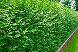 25st. Liguster Atrovirens 50-80cm reine Pflanzhöhe Ligustrum Atrovirens Wurzelware Heckenpflanzen Gartenpflanze