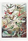 Close Up Kolibris (Trochilidae) Poster Ernst Haeckel - Kunstformen der Natur - Tafel 99 (61cm x 91,5cm)