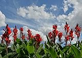 Indisches Blumenrohr - Rot - Canna Indica - 10 Frische Samen