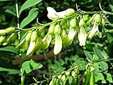 500 Astragalus Membranaceus Samen, Tragantwurzel, wichtige TCM Pflanze