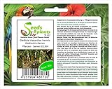 Stk - 10x Gleditsia triacanthos 'Inermis' Gleditschie Garten Pflanzen - Samen ID1364 - Seeds Plants Shop Samenbank Pfullingen Patrik Ipsa