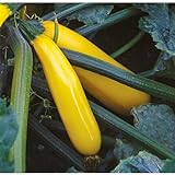 Zucchini 'Golden Glory', gelb, lang - Pflanze im Topf 11 cm in Gärtnerqualität von Blumen Eber - 11cm