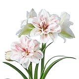 Amaryllis-Zwiebel,Mysteriöse Blume Sanfte Blume Einfache Pflanze,Blumenstrauß Der Magische Garten Ist Voller Topfblumen-A,4 Zwiebel