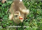 Laufentenküken - Sunny (Wandkalender 2023 DIN A4 quer)