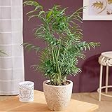 Chamaedorea Elegans Palme – Helle Zimmerpflanze für den Schreibtisch oder das Büro im 13 cm Topf