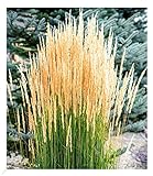 BALDUR Garten Winterhartes Reitgras, 1 Pflanze, winterharte Staude, mehrjährig, pflegeleicht, blühend, Ziergras, Schnittblume, Calamagrostis acutiflora
