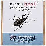 nemabest® cool HB+SF Nematoden zur Bekämpfung des Dickmaulrüsslers - 6 Mio. für 12m²